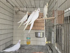 Cf Ino, Albino