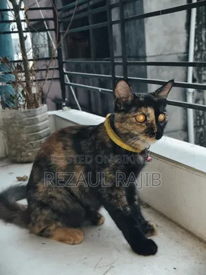 3-6 months Male Purebred Persian