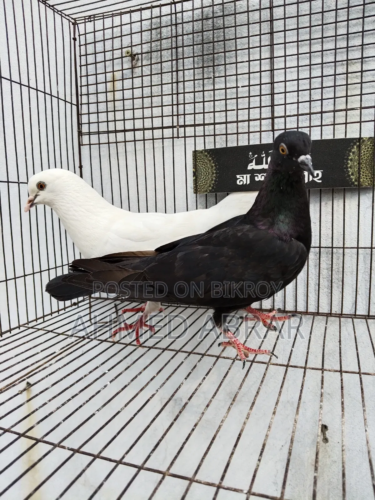 Running Pigeons