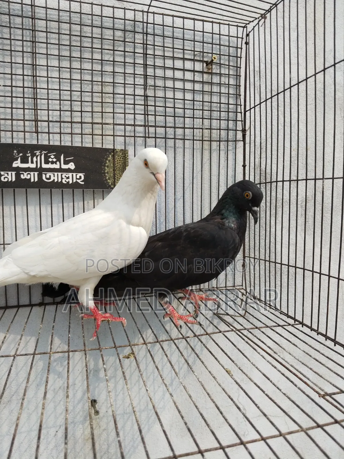 Running Pigeons