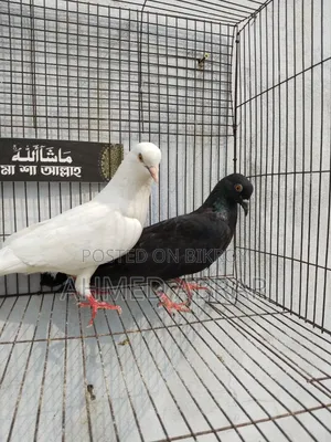 Running Pigeons