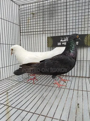 Running Pigeons