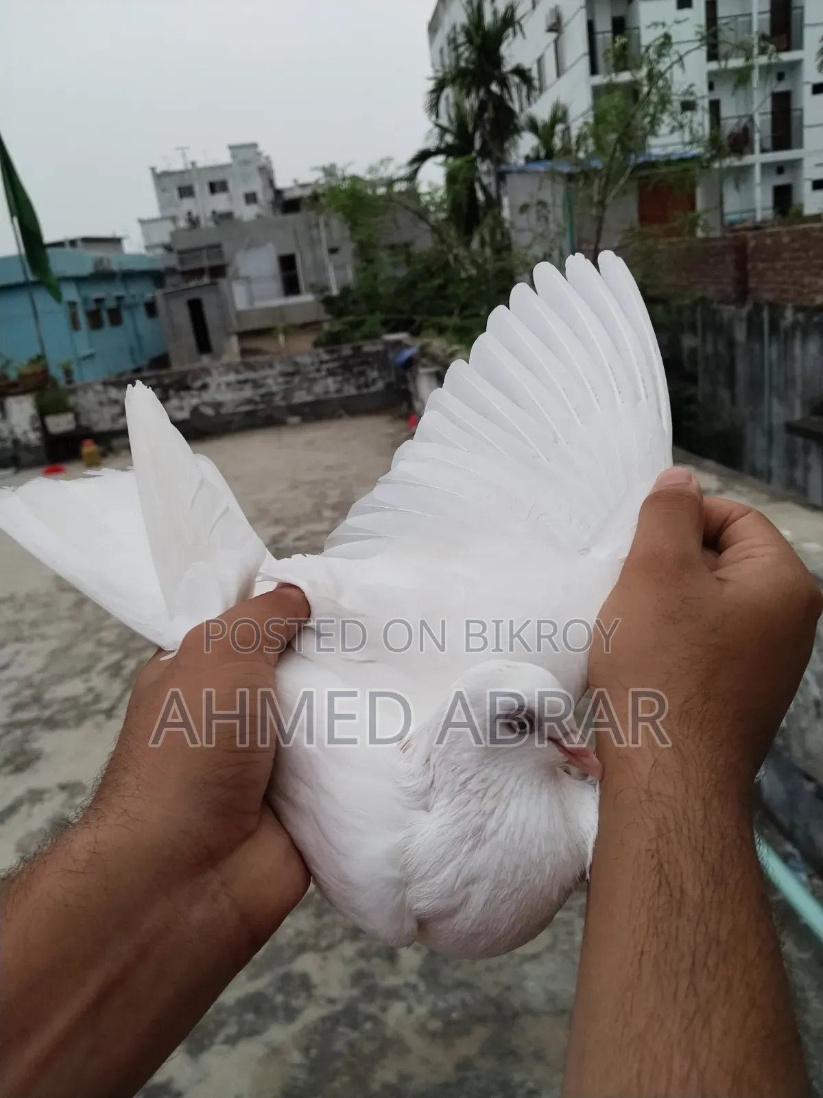Running Pigeons