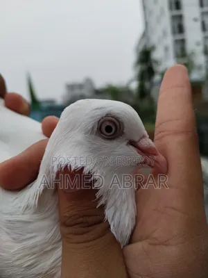 Running Pigeons