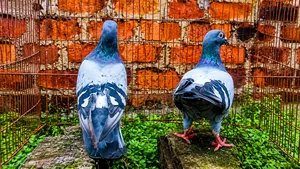 A pair of Blue Racer pigeons