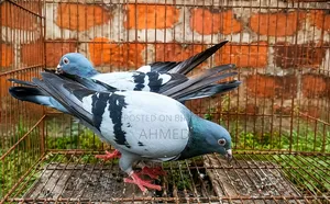 A pair of Blue Racer pigeons