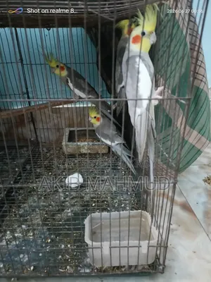 ককাটেল পাখি