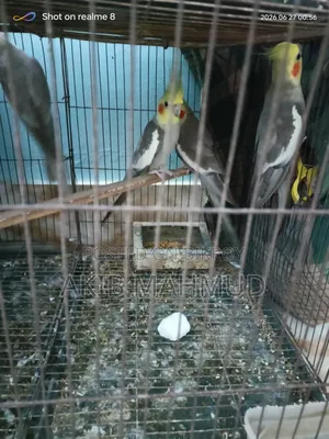 ককাটেল পাখি