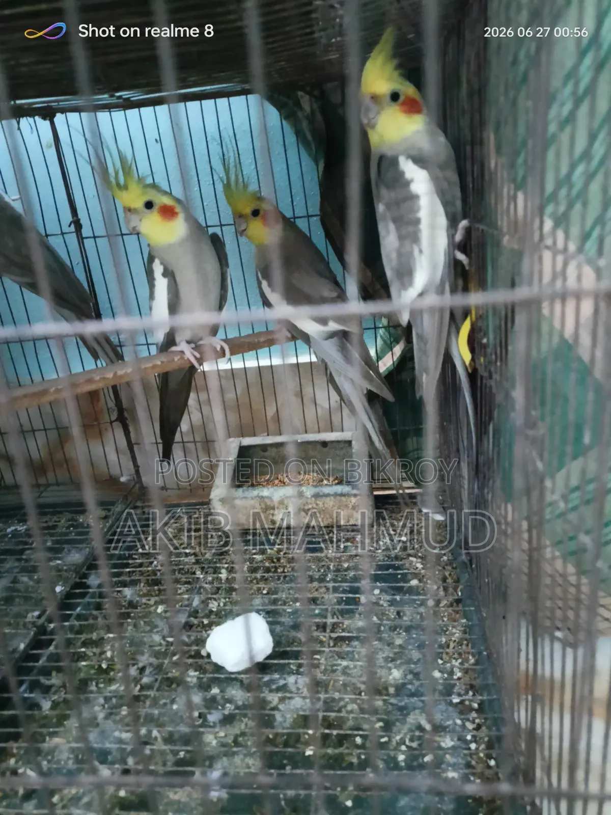 ককাটেল পাখি