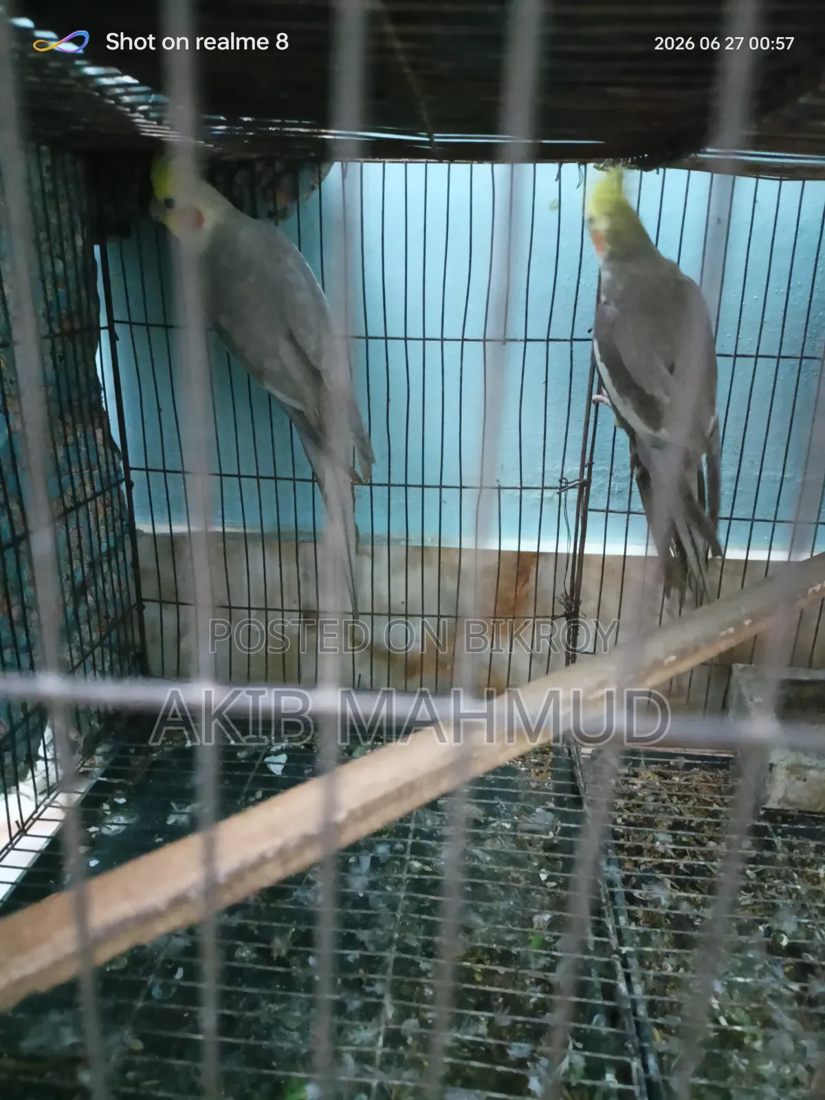 ককাটেল পাখি