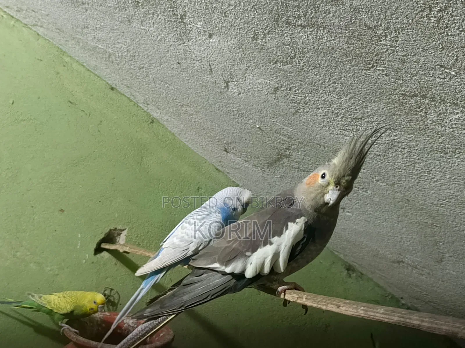 Sale Post. কোকাটেল পাখি। রানিং পেয়ার।