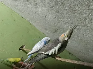 Sale Post. কোকাটেল পাখি। রানিং পেয়ার।