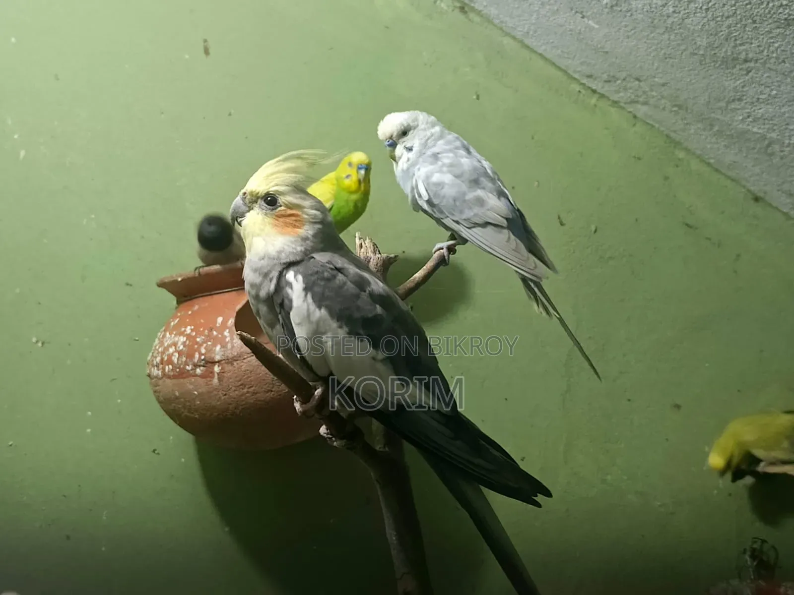 Sale Post. কোকাটেল পাখি। রানিং পেয়ার।
