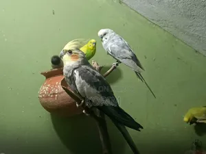 Sale Post. কোকাটেল পাখি। রানিং পেয়ার।