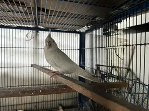 Albino Cocktail