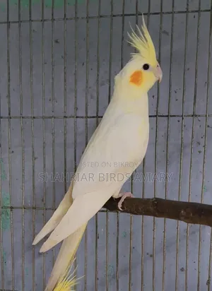 Lutino Cockatiel