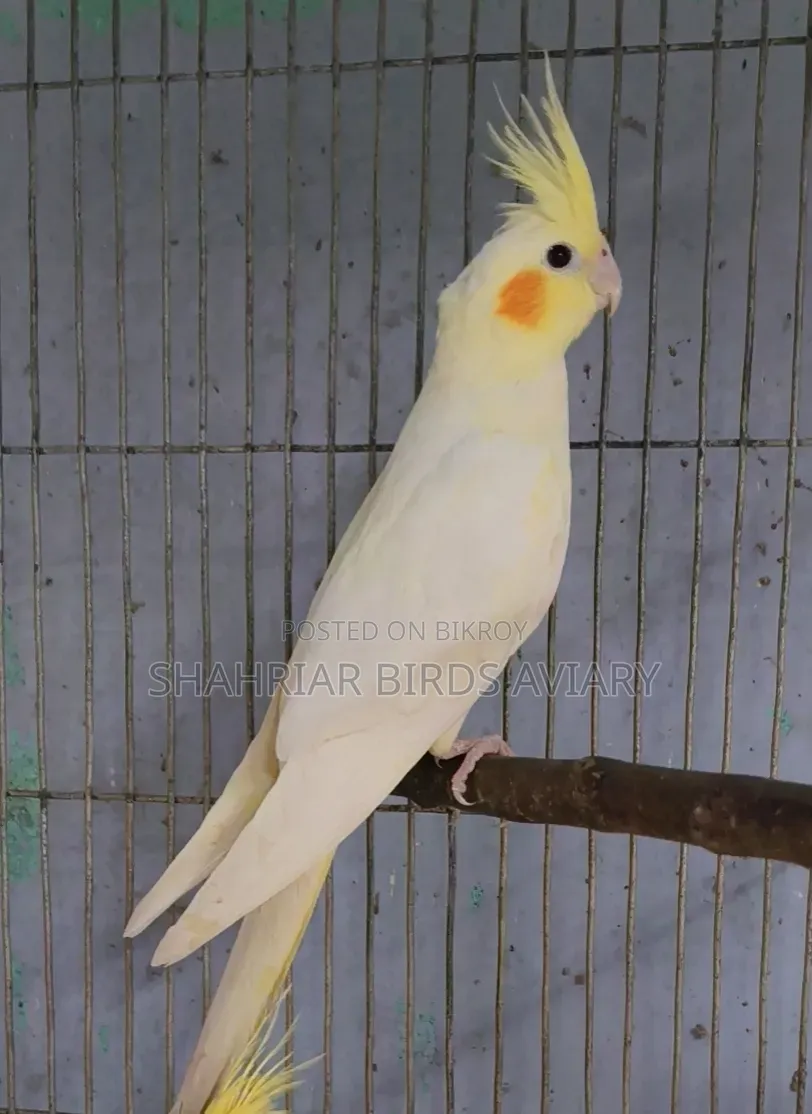 Lutino Cockatiel
