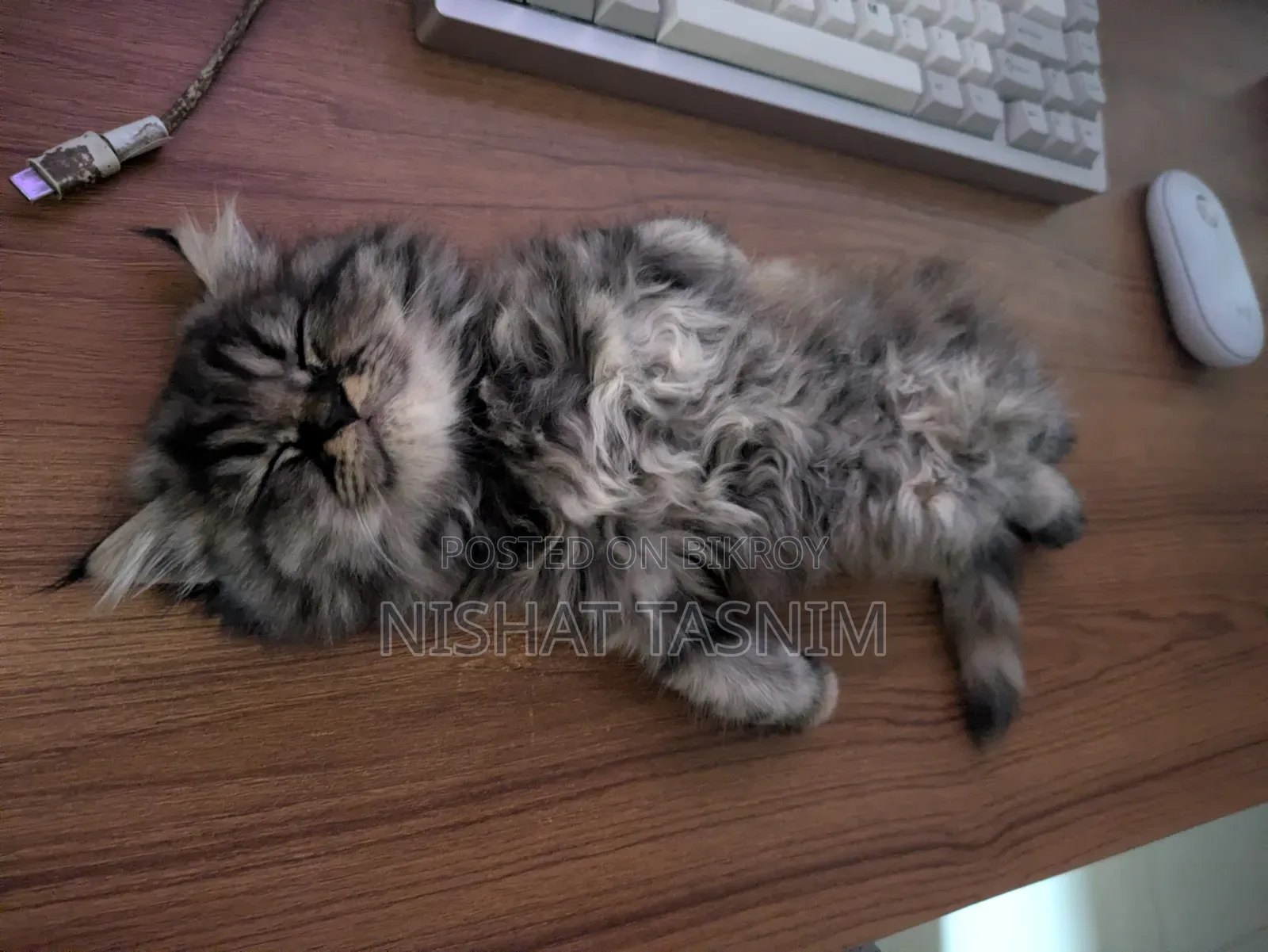1-3 Months Female Purebred Persian
