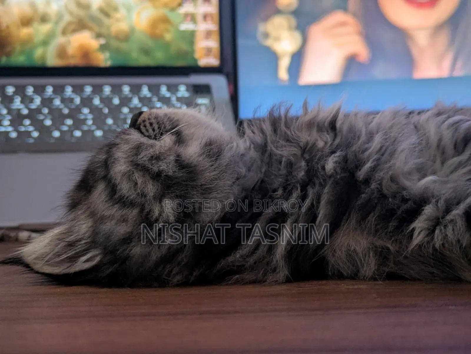 1-3 Months Female Purebred Persian
