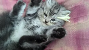 1-3 Months Female Purebred Persian