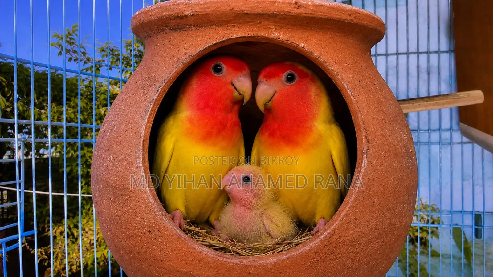 একটি বাচ্চা সহ একজোড়া লাভ বার্ড বিক্রি করা হবে