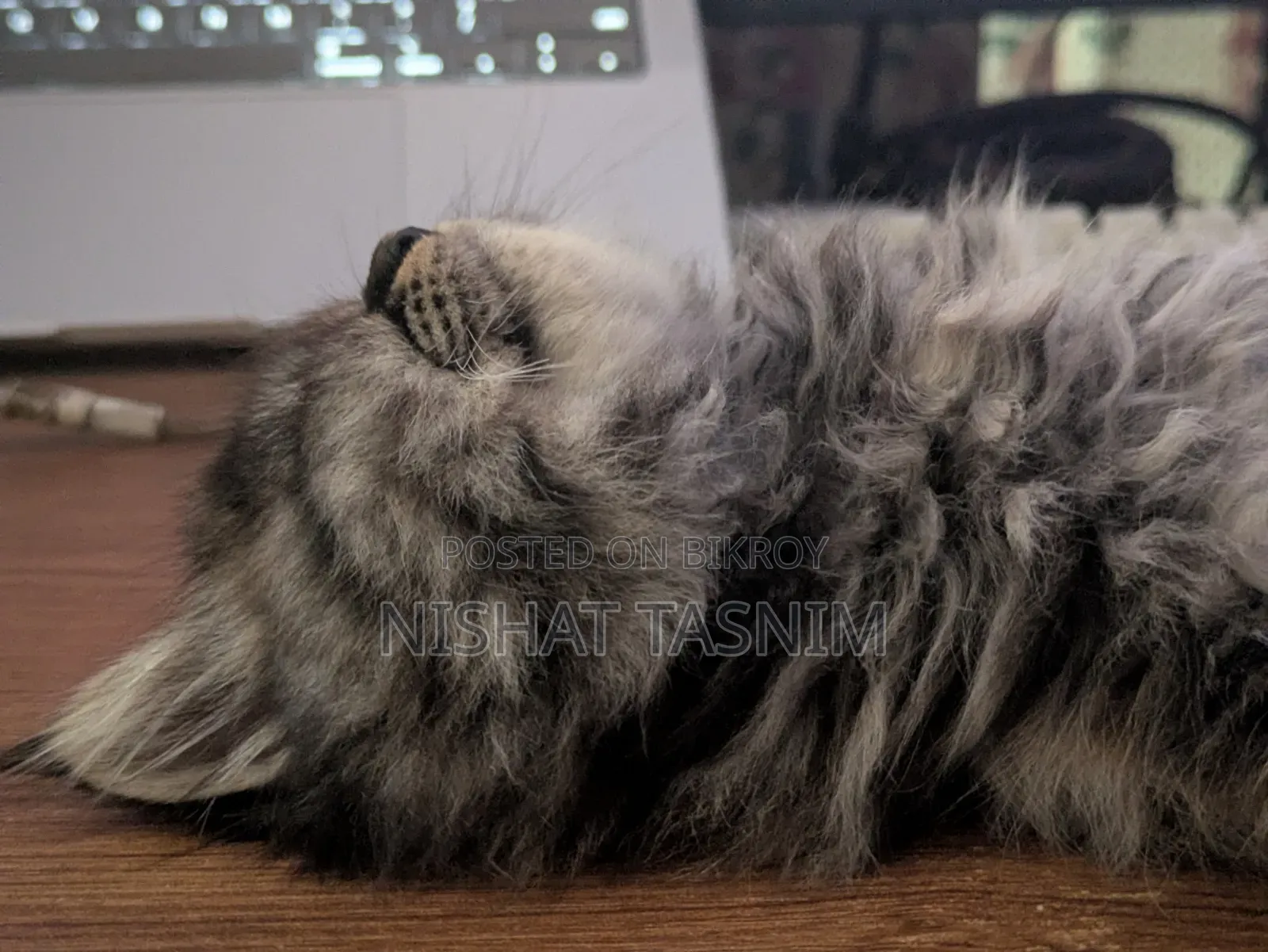 1-3 Months Female Purebred Persian