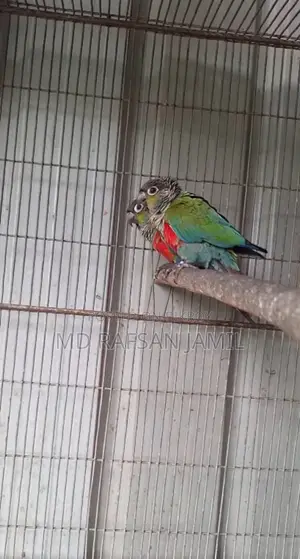 ক্রিমসন বেলিড রানিং পেয়ার বিক্রির জন্য