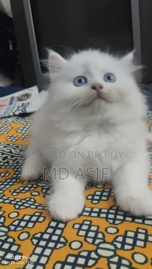 ১-৩ মাস বয়সী নারী বিশুদ্ধ পার্সিয়ান বিড়াল