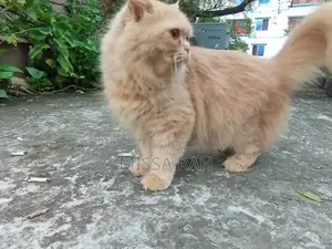 1+ Year Female Purebred Persian