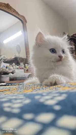 1-3 months Female Purebred Persian