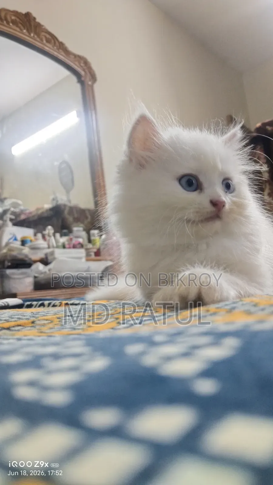 1-3 Months Female Purebred Persian