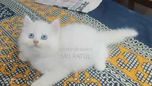 1-3 Months Female Purebred Persian