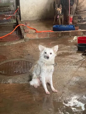1+ Year Female Purebred Japanese Spitz