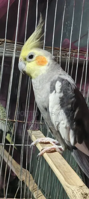 ককাটেল(Meal)