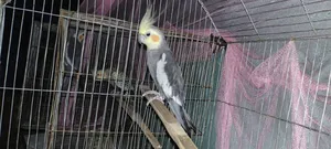 ককাটেল(Meal)