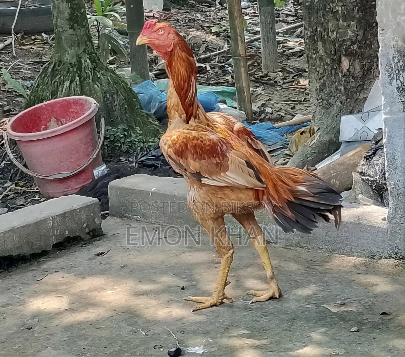 Asil Rooster