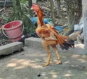 Asil Rooster