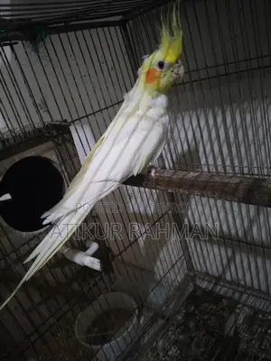 কোকাটেল নিউ এডাল্ট মেল