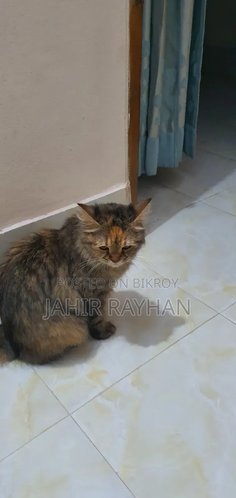 1+ Year Female Purebred Persian