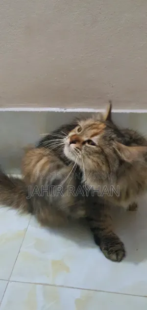1+ Year Female Purebred Persian