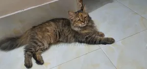 1+ year Female Purebred Persian