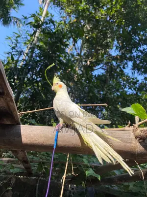 ফুল টেম মেল ককাটেল Cockateil