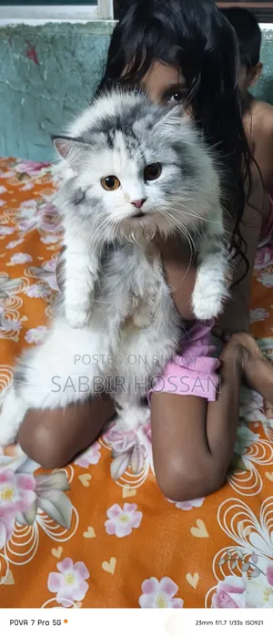 1+ year Female Purebred Persian