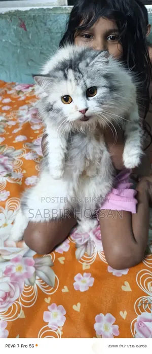 1+ Year Female Purebred Persian