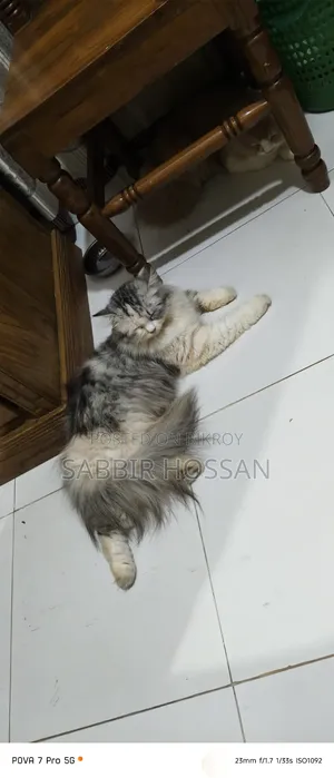 1+ Year Female Purebred Persian