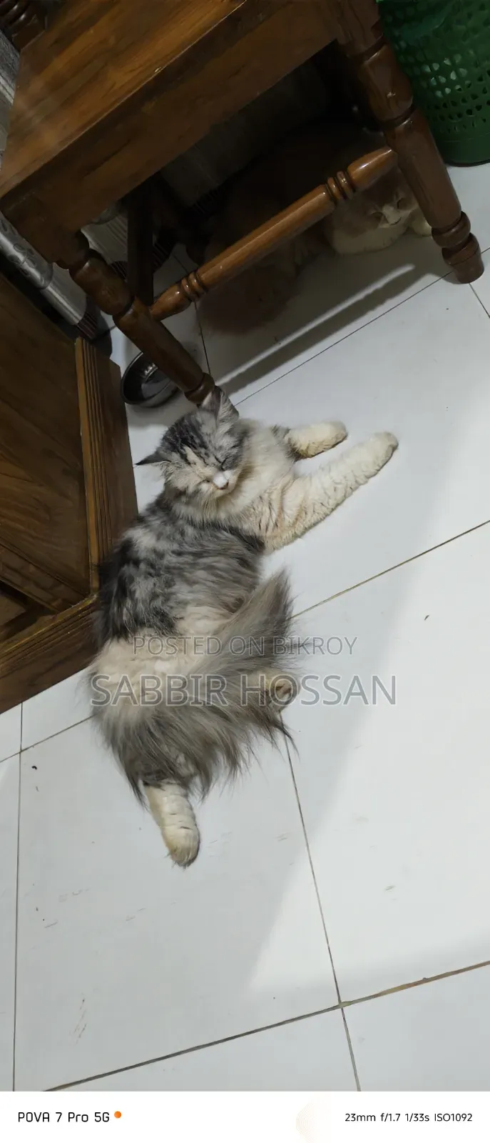 1+ Year Female Purebred Persian