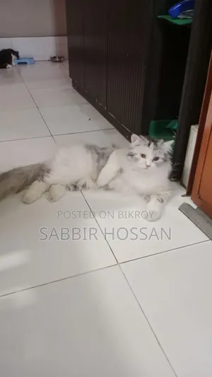 1+ Year Female Purebred Persian
