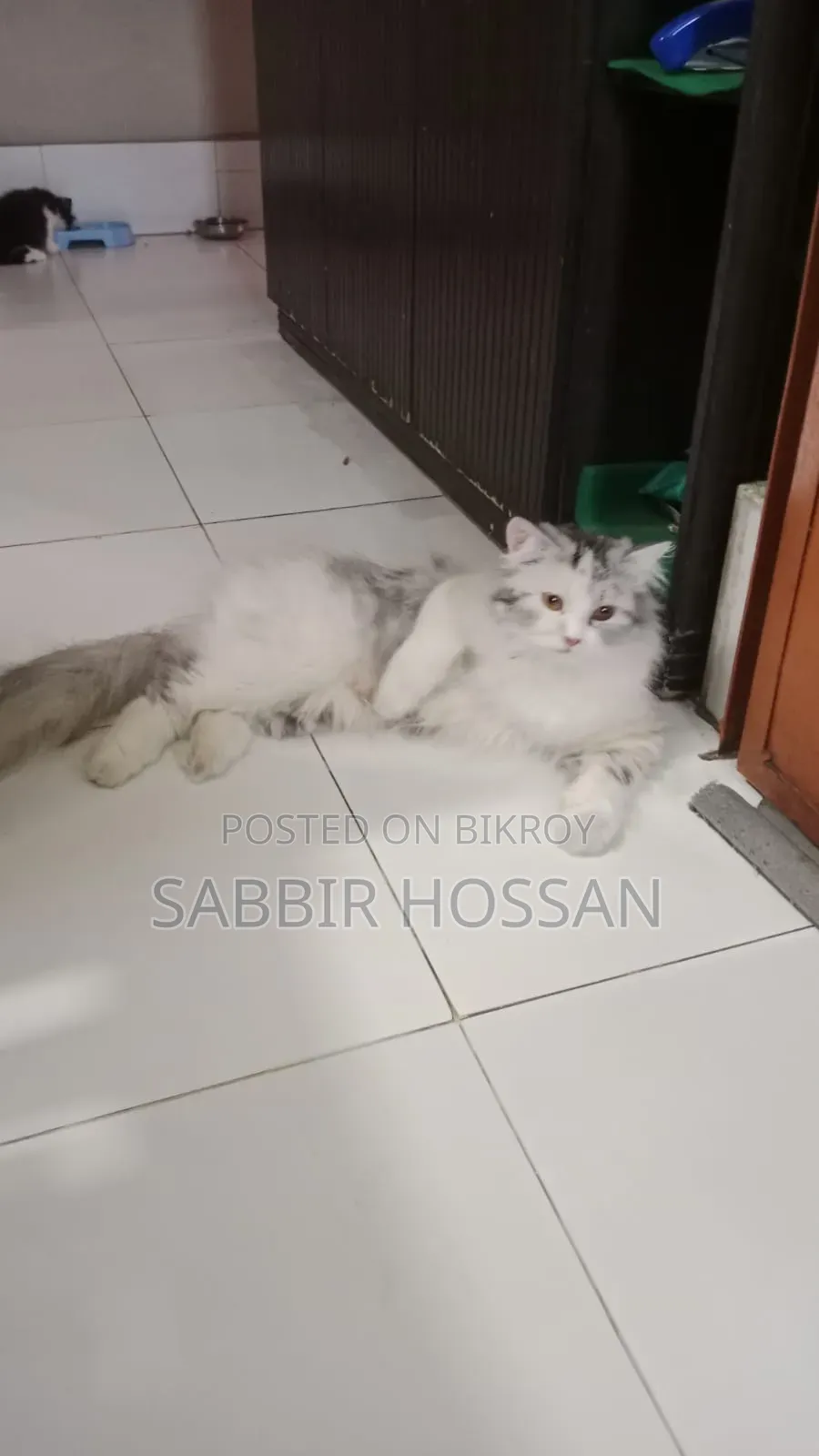 1+ Year Female Purebred Persian