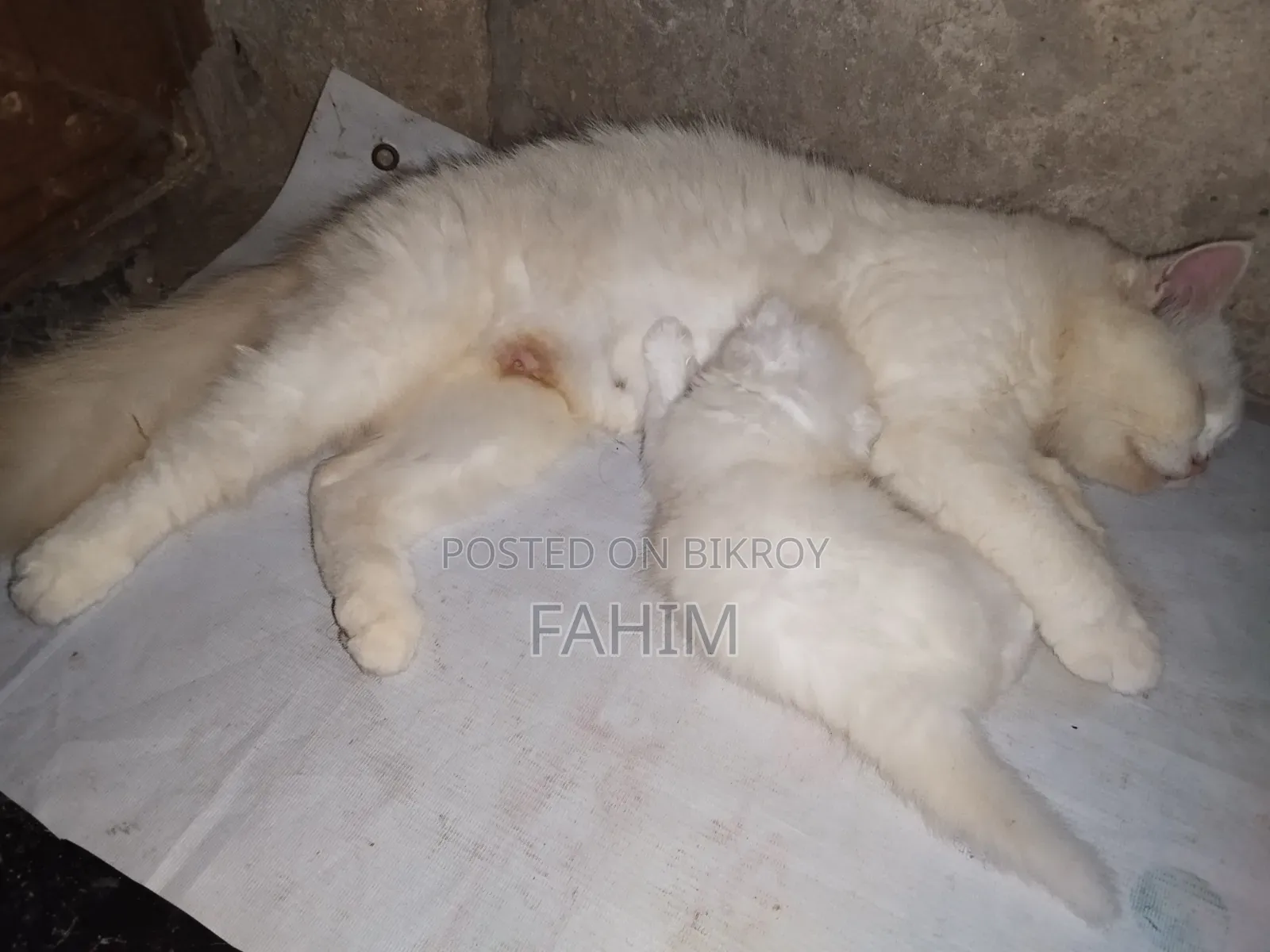 1+ Year Female Purebred Persian