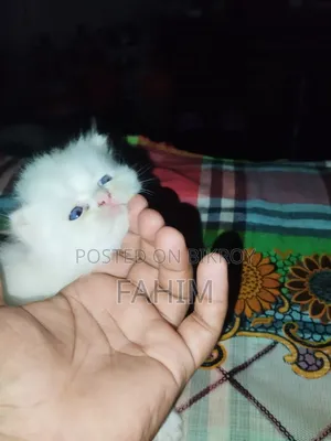 1+ Year Female Purebred Persian